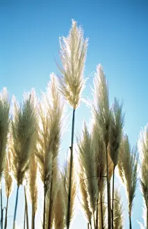 Leadership: Pampasgrass