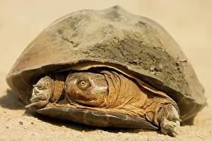 Terrapin: Pan Hinged Terrapin - Belongs to the group of Side-necked