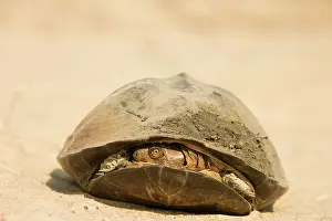 Terrapin: Pan Hinged Terrapin - Typically pulling its head