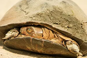 Terrapin: Pan Hinged Terrapin - Typically pulling its head