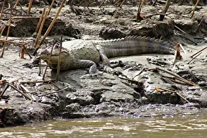 Acutus: Panama Crocodile
