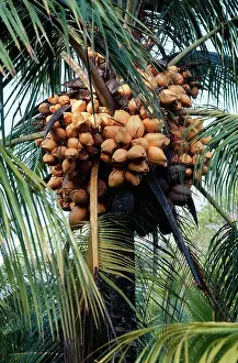 Coconuts: Panama Dwarf Golden Coconut
