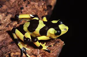 Atelopus: Panama Golden Frog