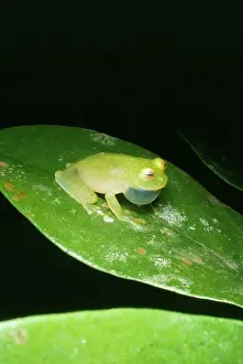 Glassfrog: Panama Treefrog - Frogs from this family are also