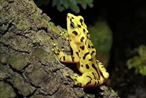 Atelopus: Panamanian Golden Frog