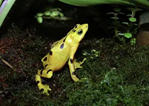 Atelopus: Panamanian Golden Frog