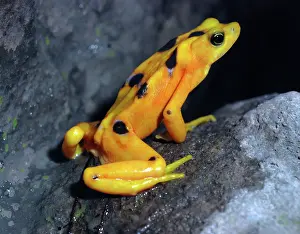 Atelopus: Panamanian Golden Frog - critically endangered species
