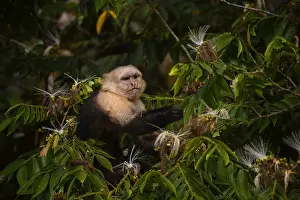 Cebus: Panamanian White-faced Capuchin - Close up of Panamanian