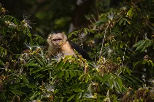 Cebus: Panamanian White-faced Capuchin - Close up of Panamanian