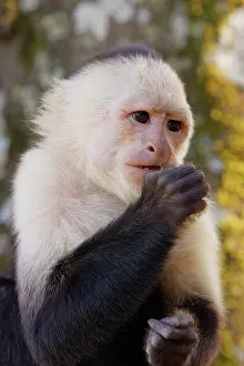 Cebus: Panamanian White-faced Capuchin Monkey Cebus imitator Sarapi