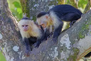 040422: Panamanian White-faced Capuchin Monkey Cebus imitator Sarapi