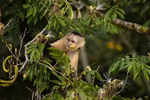 Cebus: Panamanian White-faced Capuchin - Panamanian White-faced