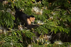 190919: Panamanian White-faced Capuchin - Panamanian White-faced