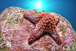Santo: Panamic cushion seastar (Pentaceraster cumingi)