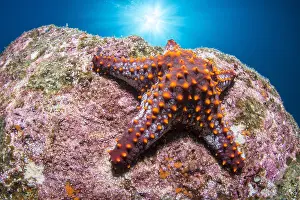 Oreasteridae: Panamic cushion star (Pentaceraster cumingi), National