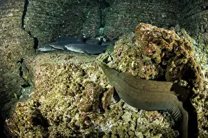 Obesus: Panamic green moray, Gymnothorax castaneus and Whitetip