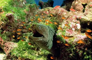Douglas David Seifert: Panamic Moray Eel - with mouth open surrounded