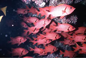 Soldier: PANAMIC SOLDIER FISH