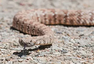 Slithering: Panamint rattlesnake