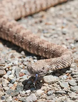 Slithering: Panamint rattlesnake