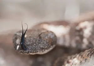 Slithering: Panamint rattlesnake