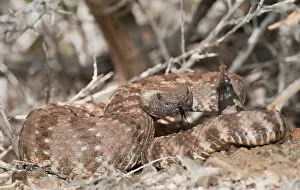 Forked: Panamint rattlesnake