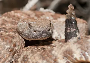 Rattle: Panamint rattlesnake