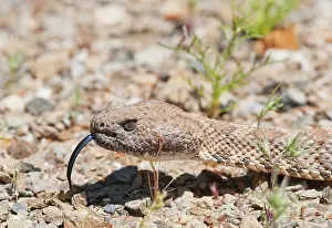 Slithering: Panamint rattlesnake, Crotalus mitchellii stephensi