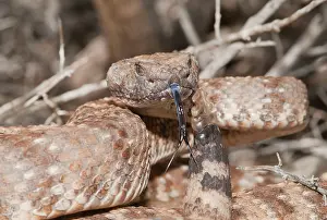 Forked: Panamint rattlesnake striking posture