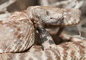 Rattle: Panamint rattlesnake striking posture