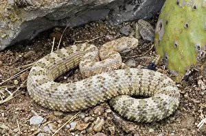 Mitchelli: Panamint Speckled Rattlesnake