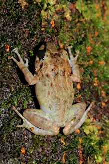 Platymantis: Panay Forest Frog