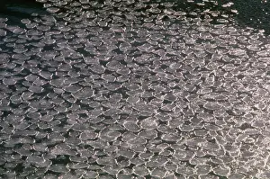 Edwin Mickleburgh: Pancake Ice - forming