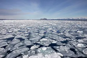 Pancake: Pancake ice on the water surface, back Cockburn