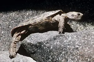 Pancake: PANCAKE TORTOISE