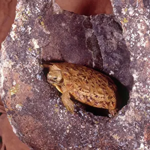 Pancake: Pancake Tortoise