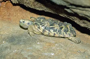 Pancake: Pancake TORTOISE - A small flat turtle that takes