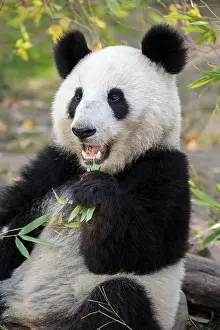 Ailuropoda: Panda (Ailuropoda melanoleuca), captive, young animal