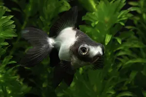 Characteristics: Panda Butterfly Goldfish