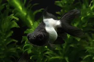 Characteristics: Panda Butterfly Goldfish