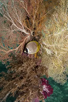 Butterflyfish: Panda Butterflyfish - by Sea Fan (Melithaea sp.)