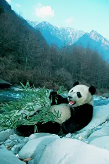 Relax: Panda eating bamboo by river bank, Wolong