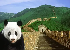 Bachmann: Panda at the Great Wall of China