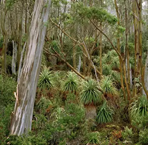 Auscape - Named Photographers: Pandani grove and Eucalyptus (Eucalyptus coccifera)