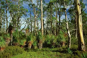 Auscape - Named Photographers: Pandani - near Pelion Gap, Cradle Mountain-Lake St Clair