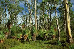 Clair: Pandani (Richea pandanifolia) near Pelion Gap