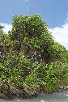 Keeling: Pandanus - blowing in the wind. This is an endemic