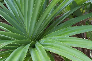 Keeling: Pandanus - This is an endemic subspecies to the