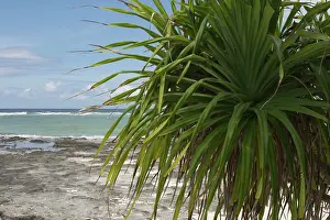Keeling: Pandanus - This is an endemic subspecies to the