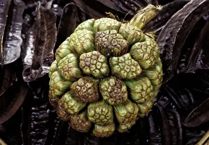 Exotics: Pandanus fruit - Exotics products for floral compositions